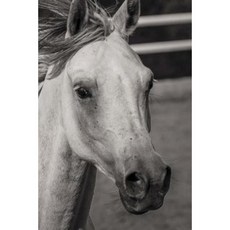 Pure Blood Arab Horses Notebook Paperback, Createspace Independent Publishing Platform