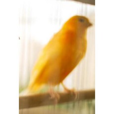 Canary Notebook Paperback, Createspace Independent Publishing Platform