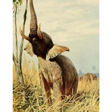 Elephant Notebook 150 Lined Pages 8.5 X 11 Glossy Softcover Paperback, Createspace Independent Publishing Platform
