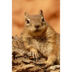 Squirrel Notebook Paperback, Createspace Independent Publishing Platform