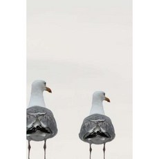Seagulls in a Line Notebook Paperback, Createspace Independent Publishing Platform