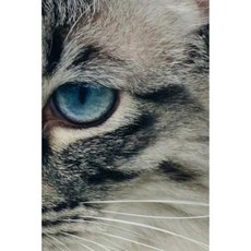 Adorable Cat Notebook Paperback, Createspace Independent Publishing Platform