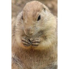 Prairie Dog Notebook Paperback, Createspace Independent Publishing Platform