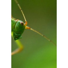 Grasshopper: Notebook Paperback, Createspace Independent Publishing Platform