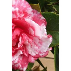 Camellia Notebook Paperback, Createspace Independent Publishing Platform