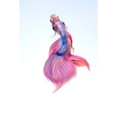 Betta Fish Notebook Paperback, Createspace Independent Publishing Platform