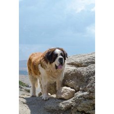 My Saint Bernard Notebook Paperback, Createspace Independent Publishing Platform