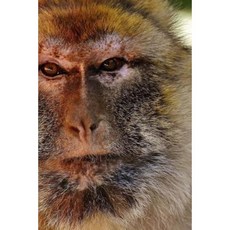 Barbary Ape Notebook Paperback, Createspace Independent Publishing Platform