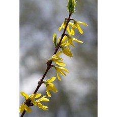 Forsythia in Springtime Journal: 150 Page Lined Notebook/Diary Paperback, Createspace Independent Publishing Platform