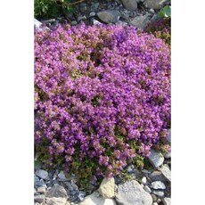 Purple Flowering Thyme in a Rock Garden Herb Journal: 150 Page Lined Notebook/Diary Paperback, Createspace Independent Publishing Platform