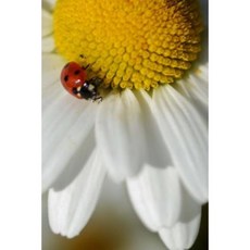 Red Ladybug on a White and Yellow Daisy Nature Journal: 150 Page Lined Notebook/Diary Paperback, Createspace Independent Publishing Platform