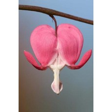 Dicentra Bleeding Heart Flower Journal: 150 Page Lined Notebook/Diary Paperback, Createspace Independent Publishing Platform