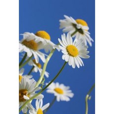 Sweet and Cheerful Shasta Daisy Garden Flower Journal: 150 Page Lined Notebook/Diary Paperback, Createspace Independent Publishing Platform