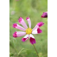 Pink Cosmos Flower Journal: 150 Page Lined Notebook/Diary Paperback, Createspace Independent Publishing Platform