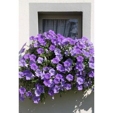 Purple Petunias on a Balcony Flower Journal: 150 Page Lined Notebook/Diary Paperback, Createspace Independent Publishing Platform
