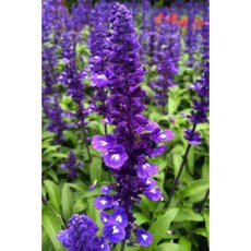 Blue Sage Perennial Flower Journal: 150 Page Lined Notebook/Diary Paperback, Createspace Independent Publishing Platform