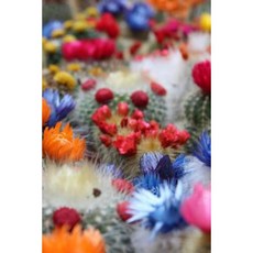 Flowering Cactus Notebook: 6" X 9" 150 Lined Pages Durable Glossy Softcover Paperback, Createspace Independent Publishing Platform