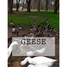 Geese Paperback, Createspace Independent Publishing Platform
