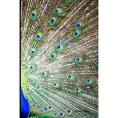 Journal Daily: Peacock Feathers Lined Blank Journal Book 6 X 9 200 Pages Paperback, Createspace Independent Publishing Platform