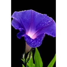 Dew on a Morning Glory Flower Journal: 150 Page Lined Notebook/Diary Paperback, Createspace Independent Publishing Platform