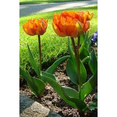 Orange Tulips Spring Flowers in Holland Landscape Journal: 150 Page Lined Notebook/Diary Paperback, Createspace Independent Publishing Platform