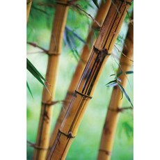 Close Bamboo Grid Notebook: 150 Page Grid Notebook Journal Diary Paperback, Createspace Independent Publishing Platform