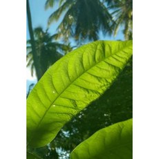 Sunlight on Bright Green Leaves Tropical Plant Journal: 150 Page Lined Notebook/Diary Paperback, Createspace Independent Publishing Platform
