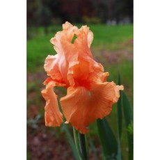 An Orange Peach Bearded Iris Flower Journal: 150 Page Lined Notebook/Diary Paperback, Createspace Independent Publishing Platform
