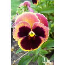 Sweet Viola Flower Journal: 150 Page Lined Notebook/Diary Paperback, Createspace Independent Publishing Platform