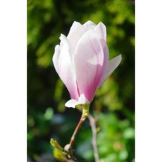 Pretty Pink Magnolia Blossom in the Spring Journal: 150 Page Lined Notebook/Diary Paperback, Createspace Independent Publishing Platform