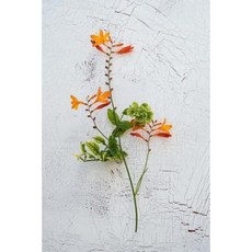 Crocosmia Blossoms Journal: 150 Page Lined Notebook/Diary Paperback, Createspace Independent Publishing Platform