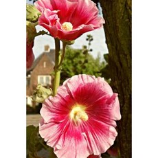 Pink Hollyhock Flowers in the Garden Journal: 150 Page Lined Notebook/Diary Paperback, Createspace Independent Publishing Platform