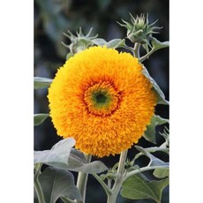So Pretty Yellow Teddy Bear Sunflower Journal: 150 Page Lined Notebook/Diary Paperback, Createspace Independent Publishing Platform