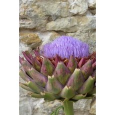Flowering Purple Artichoke Garden Journal: 150 Page Lined Notebook/Diary Paperback, Createspace Independent Publishing Platform