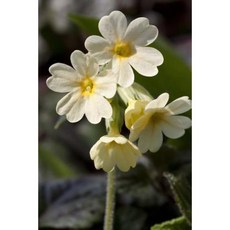 Cowslip Spring Flower Journal: 150 Page Lined Notebook/Diary Paperback, Createspace Independent Publishing Platform