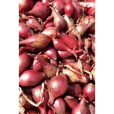 Red Shallots at the Farmer's Market Vegetable Journal: 150 Page Lined Notebook/Diary Paperback, Createspace Independent Publishing Platform
