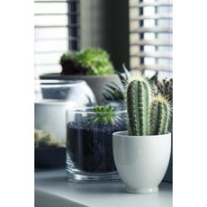 Cool Succulents on a Windowsill Houseplants Journal: 150 Page Lined Notebook/Diary Paperback, Createspace Independent Publishing Platform