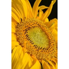 A Yellow Summer Sunflower Up Close Garden Flower Journal: 150 Page Lined Notebook/Diary Paperback, Createspace Independent Publishing Platform