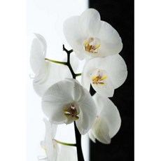Elegant White Orchid Blooms Flower Journal: 150 Page Lined Notebook/Diary Paperback, Createspace Independent Publishing Platform