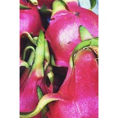 Dragon Fruit Notebook Paperback, Createspace Independent Publishing Platform