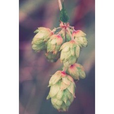 Hops Plant Beer Journal: 150 Page Lined Notebook/Diary Paperback, Createspace Independent Publishing Platform