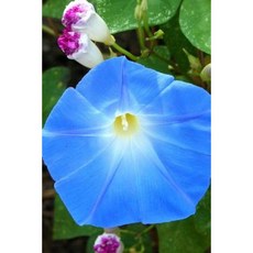 Beautiful Heavenly Blue Morning Glory Flower Journal: 150 Page Lined Notebook/Diary Paperback, Createspace Independent Publishing Platform