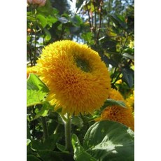 Yellow Teddy Bear Sunflower Garden Journal: 150 Page Lined Notebook/Diary Paperback, Createspace Independent Publishing Platform