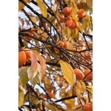 Persimmon Fruit Tree Journal: 150 Page Lined Notebook/Diary Paperback, Createspace Independent Publishing Platform