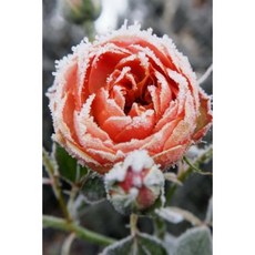 Frost on the Rose Journal: 150 Page Lined Notebook/Diary Paperback, Createspace Independent Publishing Platform
