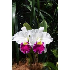 Lovely White and Fuchsia Orchids Flower Journal: 150 Page Lined Notebook/Diary Paperback, Createspace Independent Publishing Platform