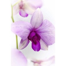 Purple Orchid Flower Journal: 150 Page Lined Notebook/Diary Paperback, Createspace Independent Publishing Platform