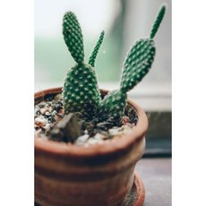 A Cactus Plant in the Window Journal: 150 Page Lined Notebook/Diary Paperback, Createspace Independent Publishing Platform