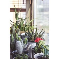 Cacti in Containers Succulent Journal: 150 Page Lined Notebook/Diary Paperback, Createspace Independent Publishing Platform