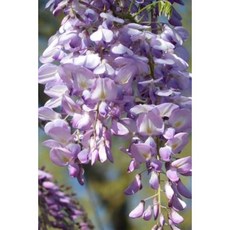 Romantic Purple Wisteria in Bloom Garden Journal: 150 Page Lined Notebook/Diary Paperback, Createspace Independent Publishing Platform